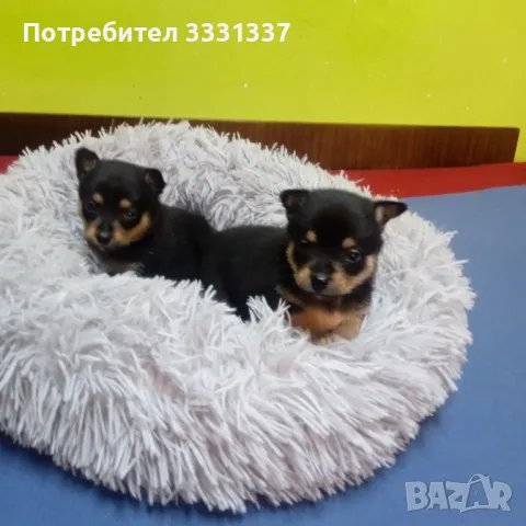 мини пинчери 
