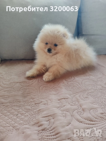 Померан мини шпиц , снимка 3 - Померан - 52815608