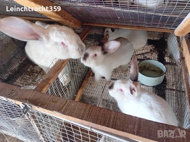 Калифорнийски и новозеландски зайци цика, снимка 5 - Други - 53652104