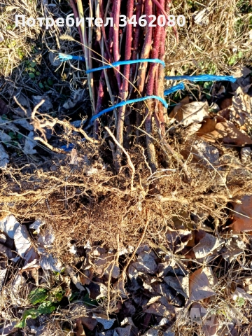 Разсад Малини, снимка 5 - Разсади - 52427655