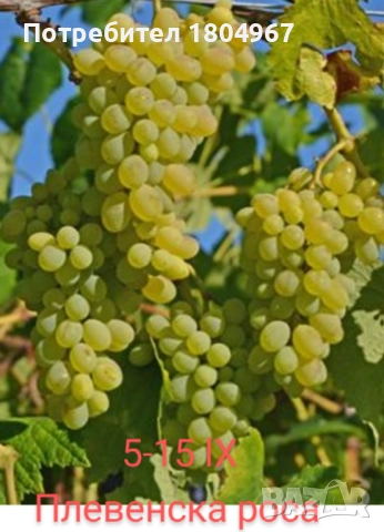 Лозов посадъчен материал 