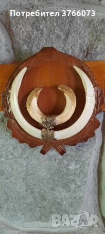 Трофейни глиги, снимка 1