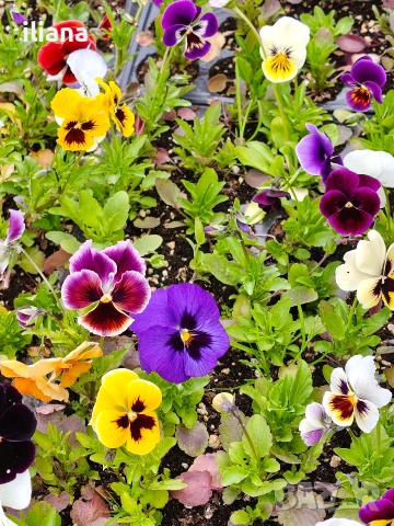 Продавам теменужки , снимка 5 - Градински цветя и растения - 54186272