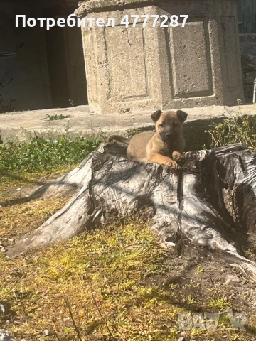 Малинуа микс, само женски 