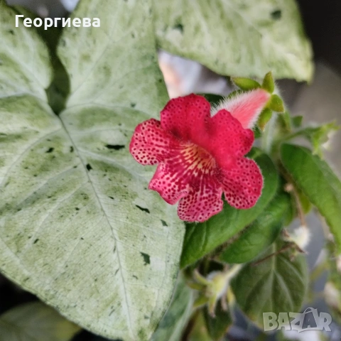 ризоми колерия