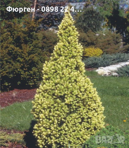 Канадски Смърч ”Дейзи Уайт” / Picea glauca ’Daisy’s White’, снимка 7 - Разсади - 45012802