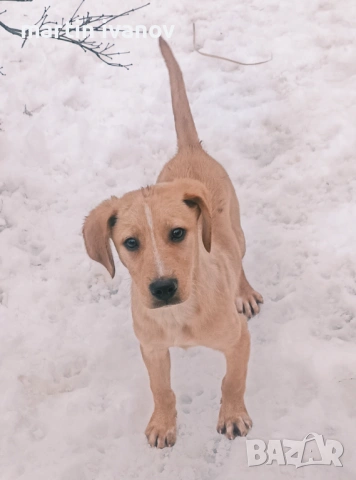 Малки кучета