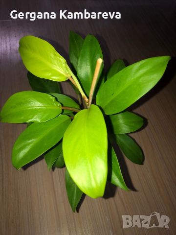 Philodendron Malay Gold , снимка 2 - Стайни растения - 46117248