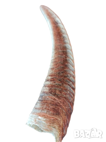 Кози рог, 20x5 см