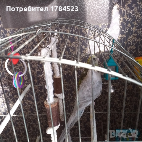Пойни папагалчета 2025г., снимка 2 - Папагали - 52720636