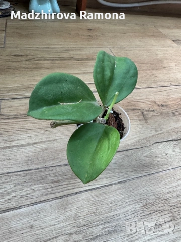 Hoya Pachyclada red corona 