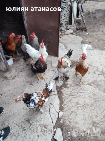 Продавам петли