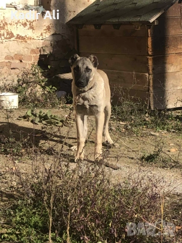 Продавам мъжко куче кангал 