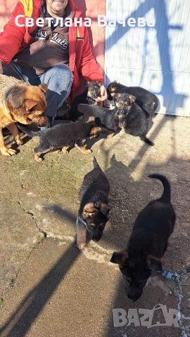 Чистокръвни немски овчарки, снимка 4 - Немска овчарка - 53134028