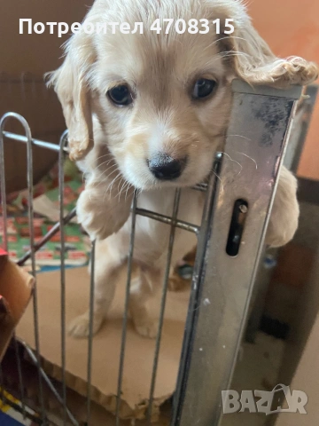 Кокер шпаньол игриво момче ваксина, снимка 5 - Кокер шпаньол - 54226067