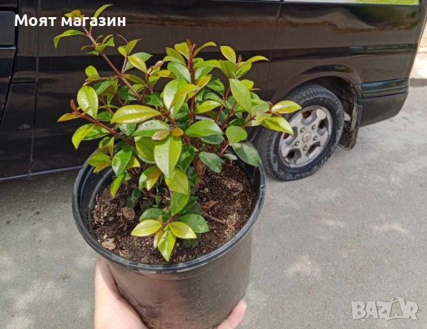 Суринамска череша, снимка 4 - Градински цветя и растения - 53641230