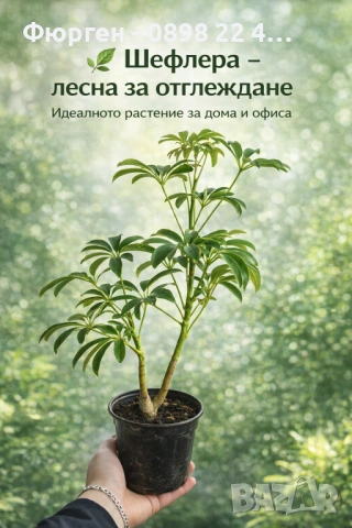 Шефлера (Schefflera)