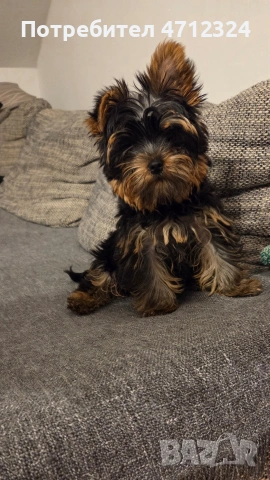  Йоркширски териер 