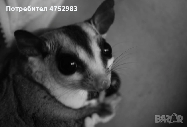 Захарна катерица на годинка