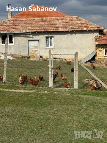 Пресни домашни яйца от щастливи кокошки, снимка 4 - Кокошки и пуйки - 53936872