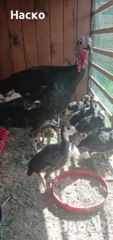 Френски пуйчета артисан голд, снимка 1