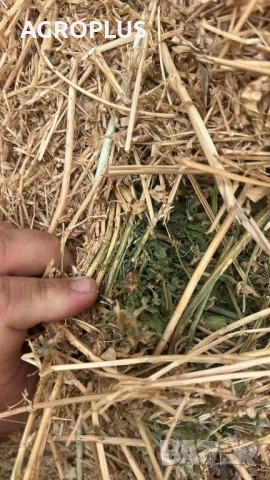 Люцерна Големи Бали, снимка 3 - За селскостопански - 53225496