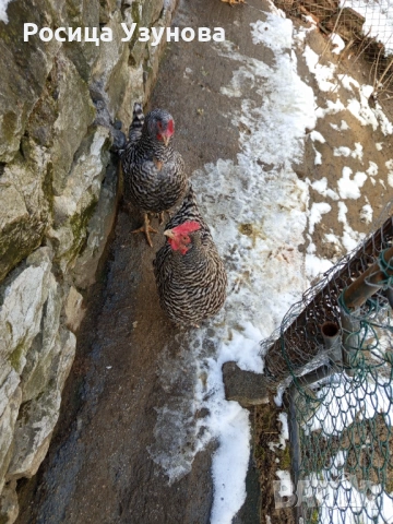 Кокошки носачки , снимка 2 - Кокошки и пуйки - 53610524