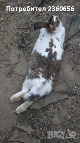 Продавам зайци, снимка 3 - Други - 53769544