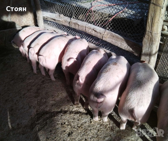 Свободни прасенца!!, снимка 2 - Прасета - 53758889