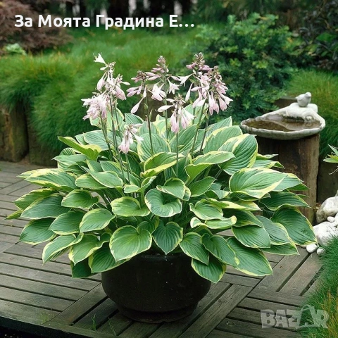 Хоста, снимка 4 - Градински цветя и растения - 54019920