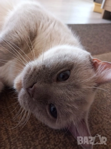 Британка колор пойнт , снимка 8 - Британска късокосместа - 53051467