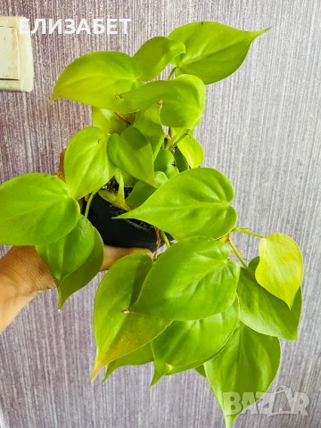 Fhilo, снимка 1