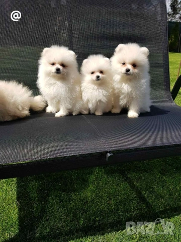 Померан померанчета Гр София , снимка 9 - Померан - 54156420