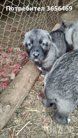 Породисти КАНГАЛИ., снимка 8 - Кангал - 53622874