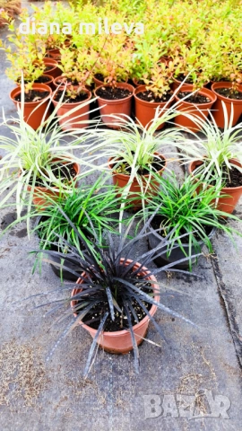 Промо пакет от 6 бр Декоративни треви, снимка 3 - Градински цветя и растения - 52101684