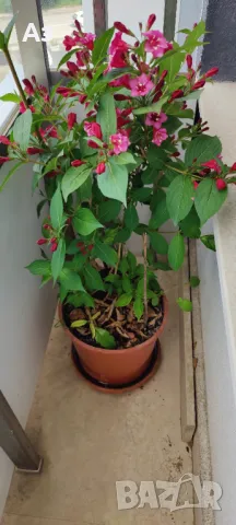 Продавам Храстчета Вайгела - червена, снимка 1