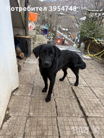 Подарявам женски кученца 