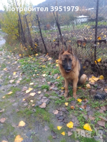 Продавам мъжка немска овчарка, снимка 10 - Немска овчарка - 52170970