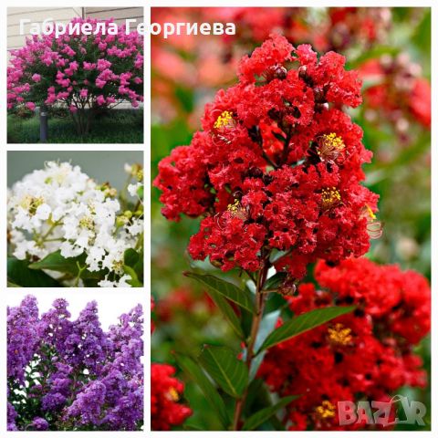 Индийски люляк (лагерстремия), снимка 1 - Градински цветя и растения - 45975932