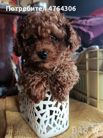 той пудел червен, с две ваксини,паспорт, снимка 2 - Пудели - 54179605