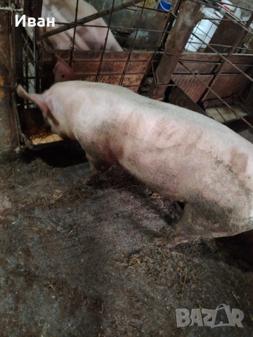 Прасе, снимка 2 - Прасета - 53637338