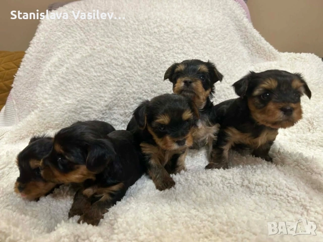 Бебета Йоркита Продават се йоркширски териери, снимка 5 - Йоркширски териер - 53044636