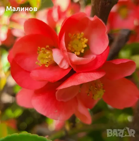 Японска дюля, декоративна дюля, снимка 1