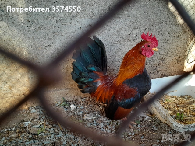 Продавам Серами