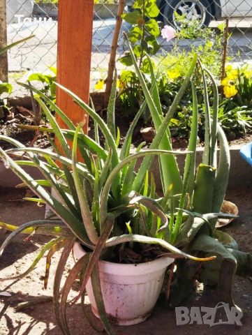 Алое Вера, снимка 2 - Стайни растения - 52509332