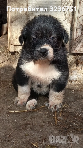 Българско овчарско куче , снимка 2 - Каракачанска овчарка - 52555056