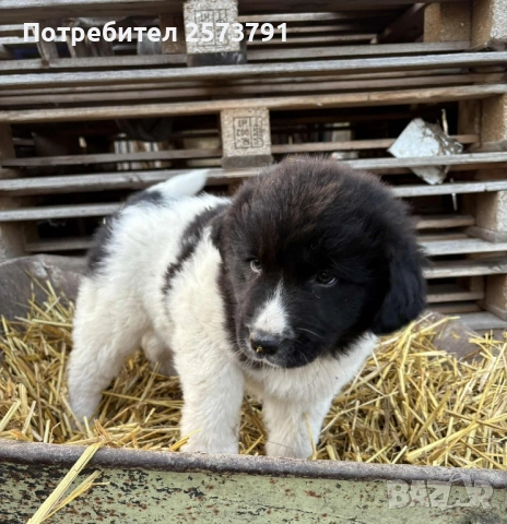 Българско Овчарско Куче Каракачанка, снимка 3 - Каракачанска овчарка - 52499392
