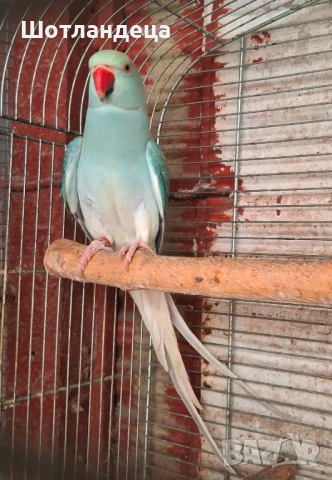 Малък Александър-клеартейл, снимка 2 - Папагали - 53945183