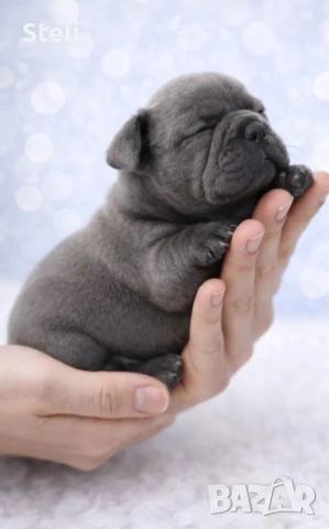 Френски булдог сини , снимка 2 - Френски булдог - 53030675