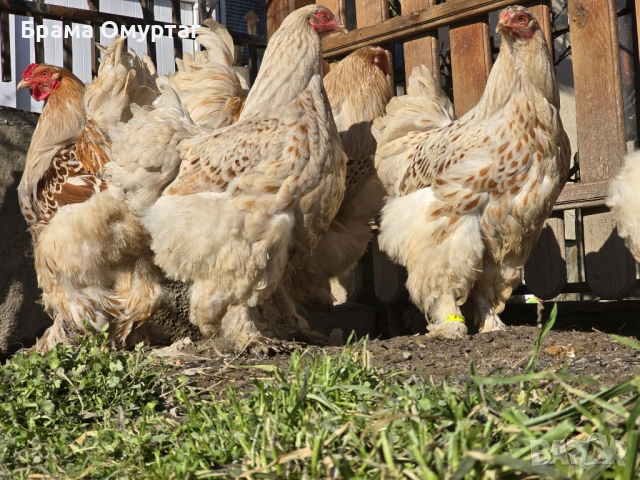 Продавам разплодни яйца от Бяло златна Брама [White gold Brahma], снимка 16 - Кокошки и пуйки - 53811702